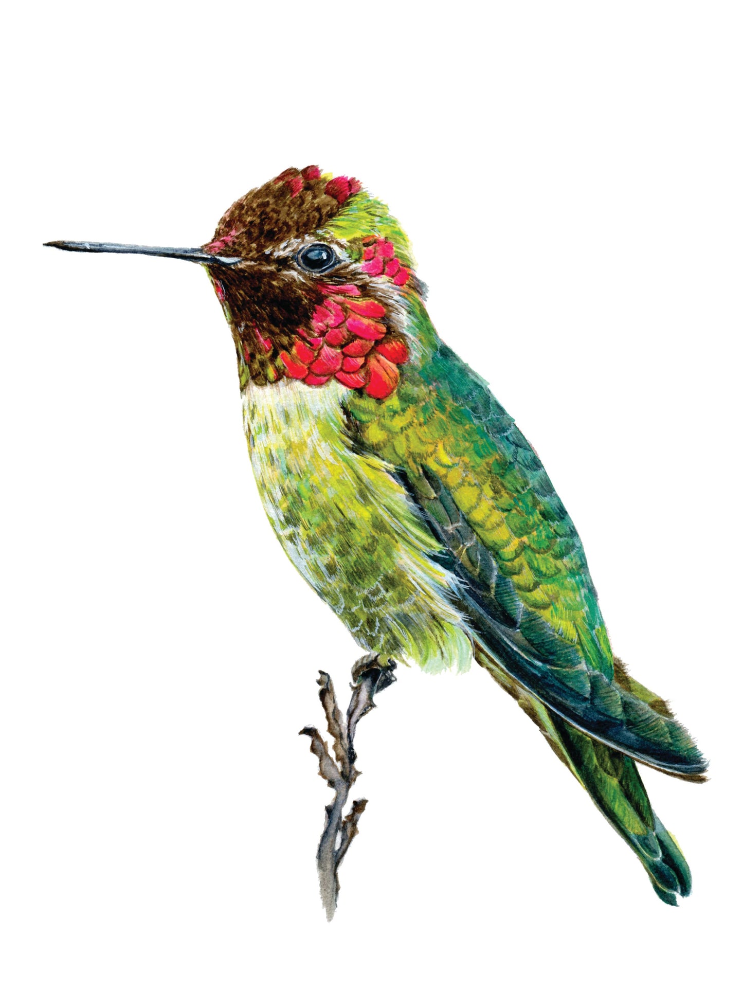 Anna's Hummingbird 8x10 Fine Art Print on Paper