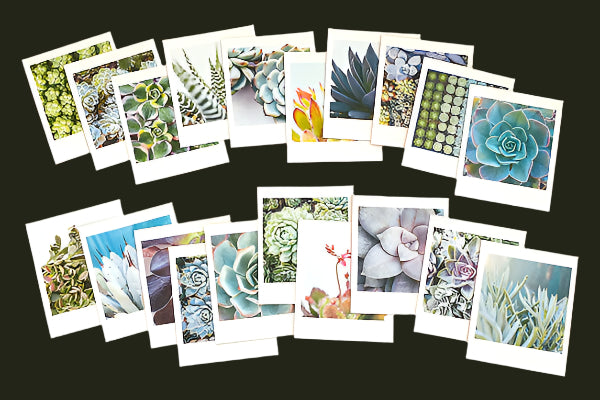 Succulent Garden Notecards