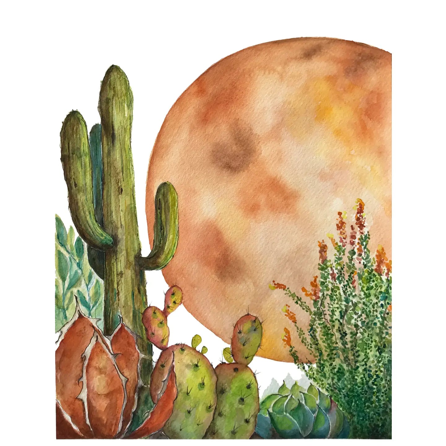 Desert Botanical Postcard Collection