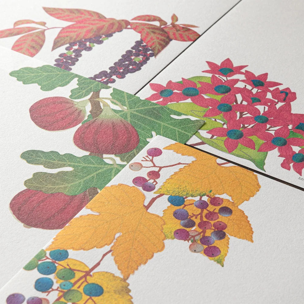 Midori Letter Pad - Four Designs Autumn Fruits