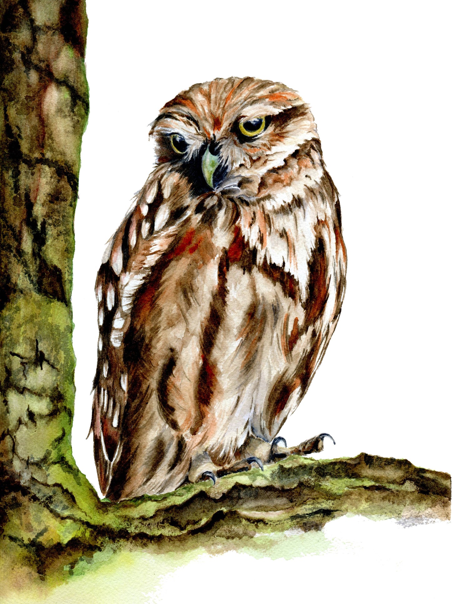 Palo Verde Owl 8x10 Fine Art Print on Paper