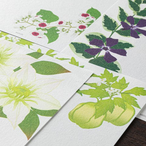 Midori Letter Pad 169  Four Designs Summer Flower S4