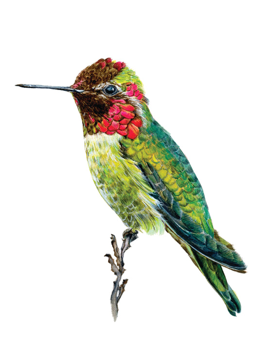 Anna's Hummingbird 8x10 Fine Art Print on Paper