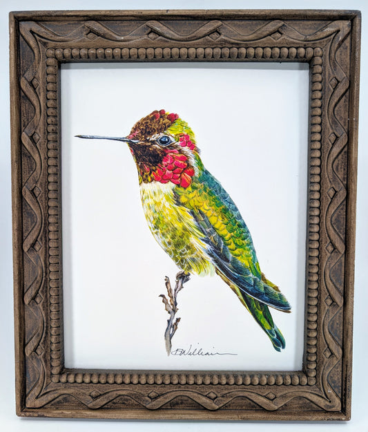 Anna's Hummingbird 8x10 Fine Art Print on Paper