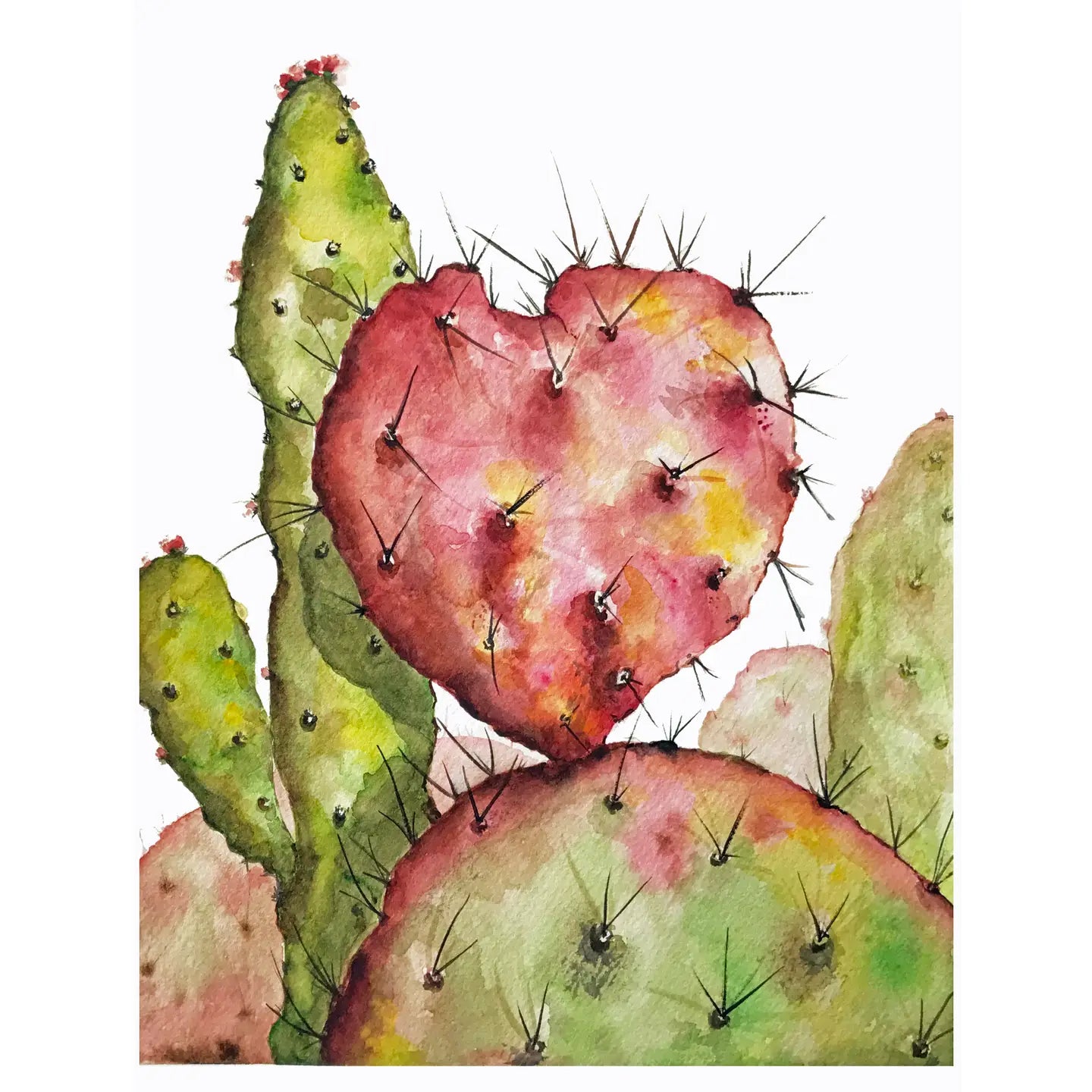 Desert Botanical Postcard Collection