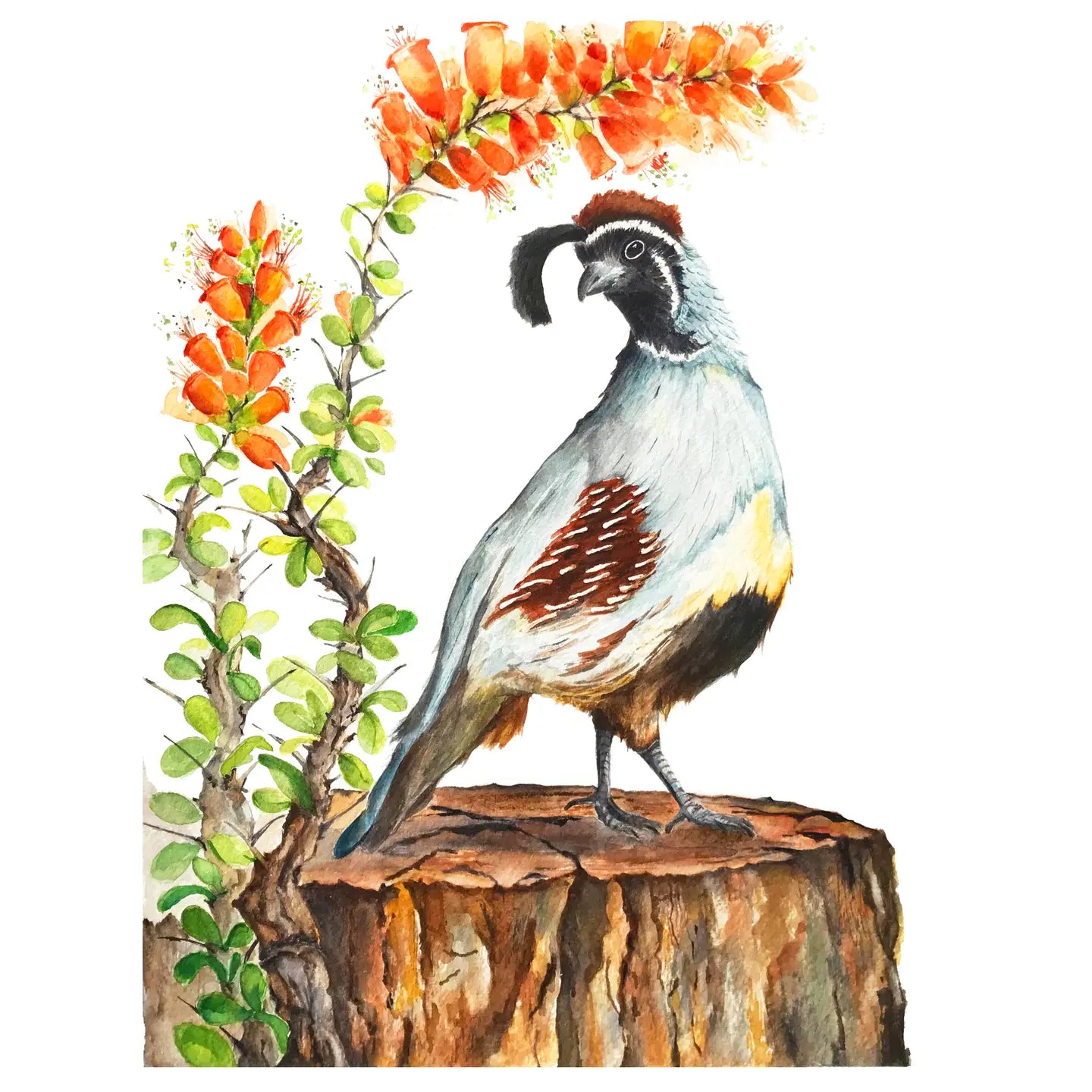 Desert Botanical Postcard Collection