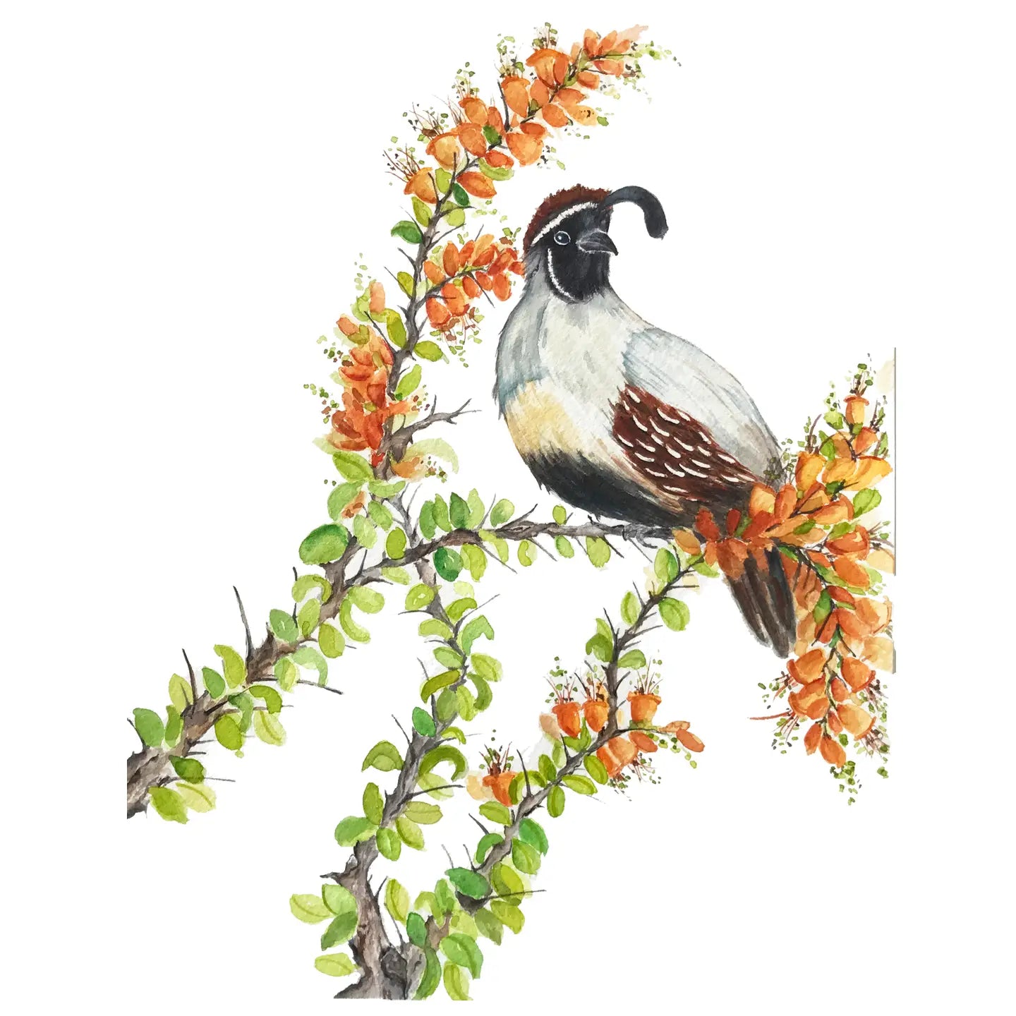 Desert Botanical Postcard Collection