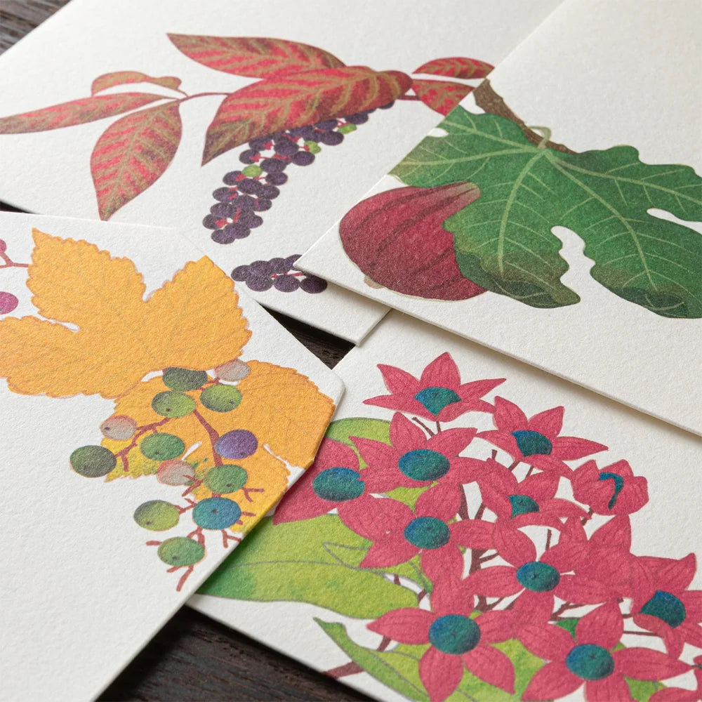 Midori Envelopes - Four Designs Autumn Fruits