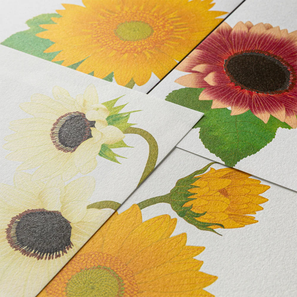 Midori Letter Pad - Four Designs Sunflower