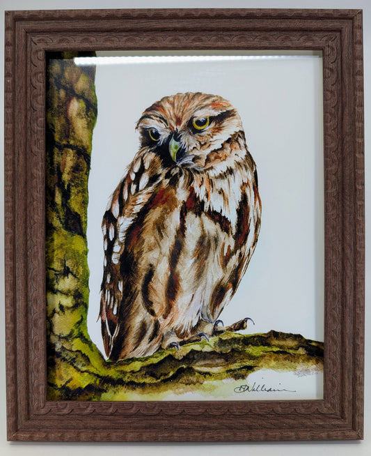 Palo Verde Owl  8x10 Fine Art Print on Paper