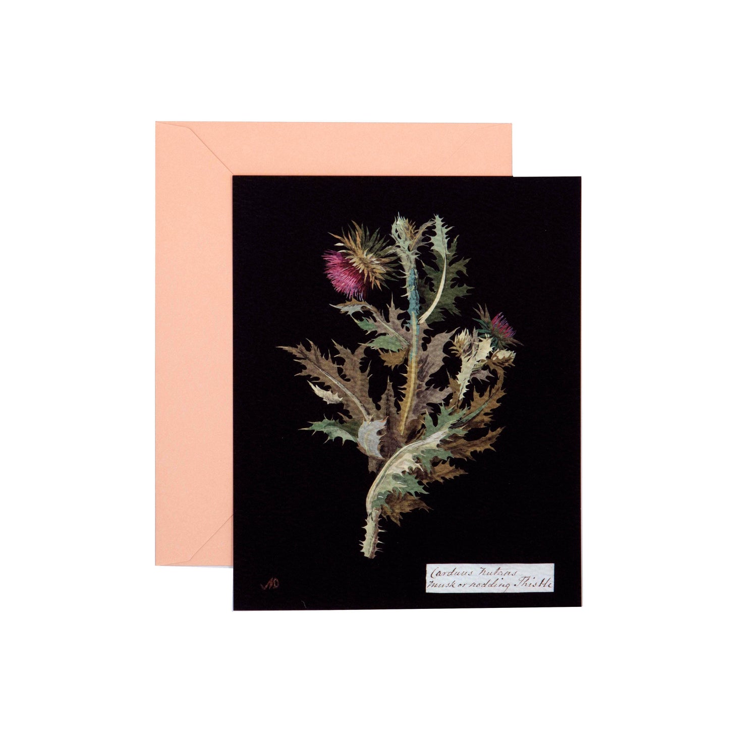 Greeting card with botanical illustration and envelope on white background