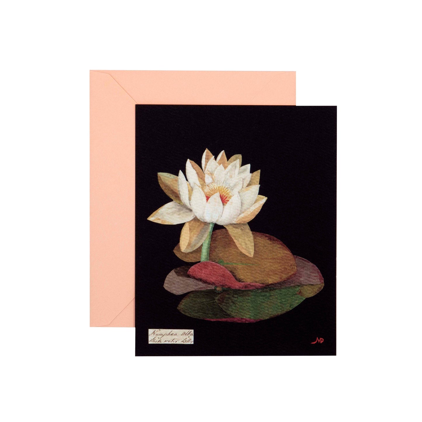 Greeting card with a waterlily design on a black background, featuring a peach envelope.