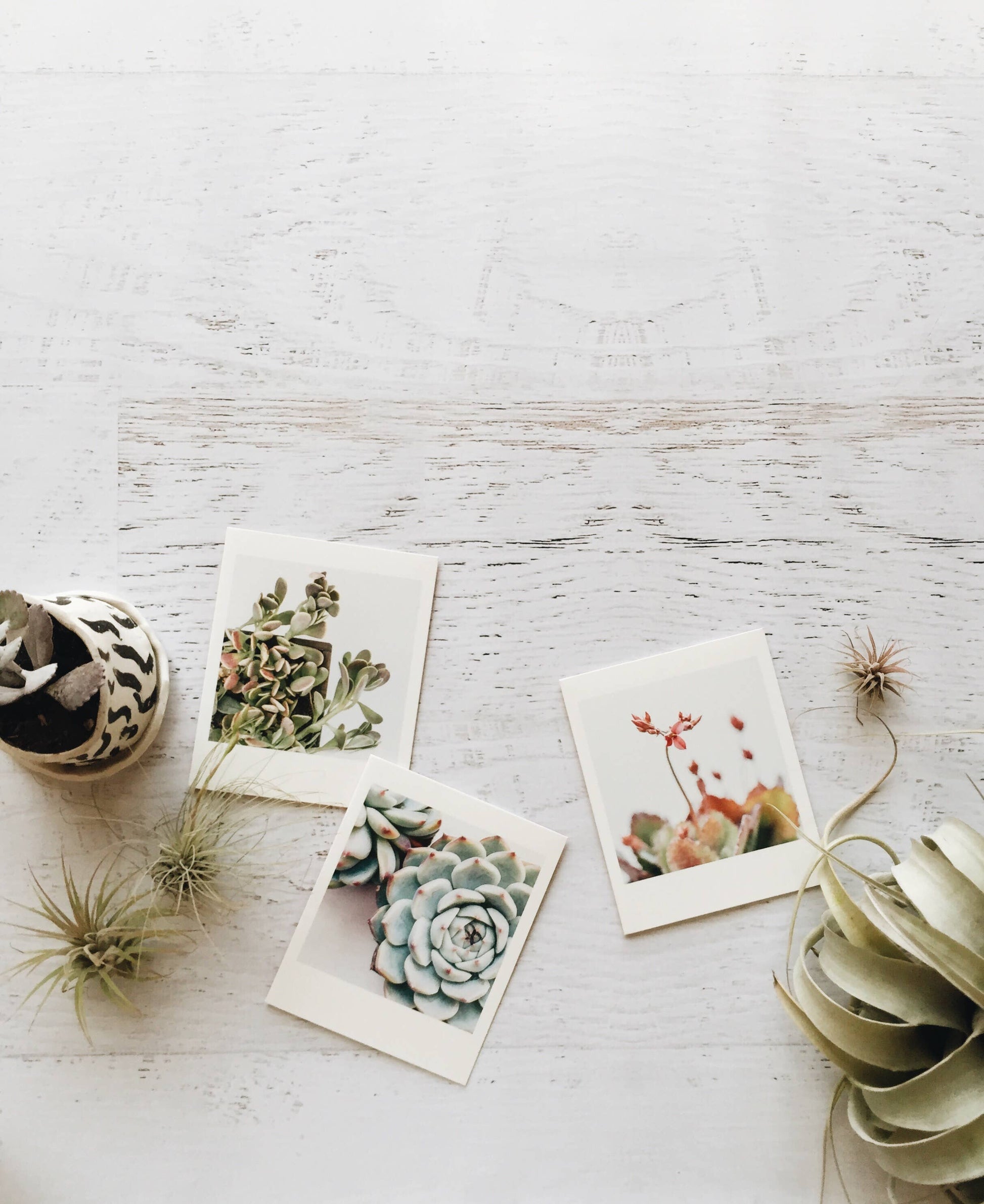 Three small prints of plants on a light wooden surface with succulents and air plants.