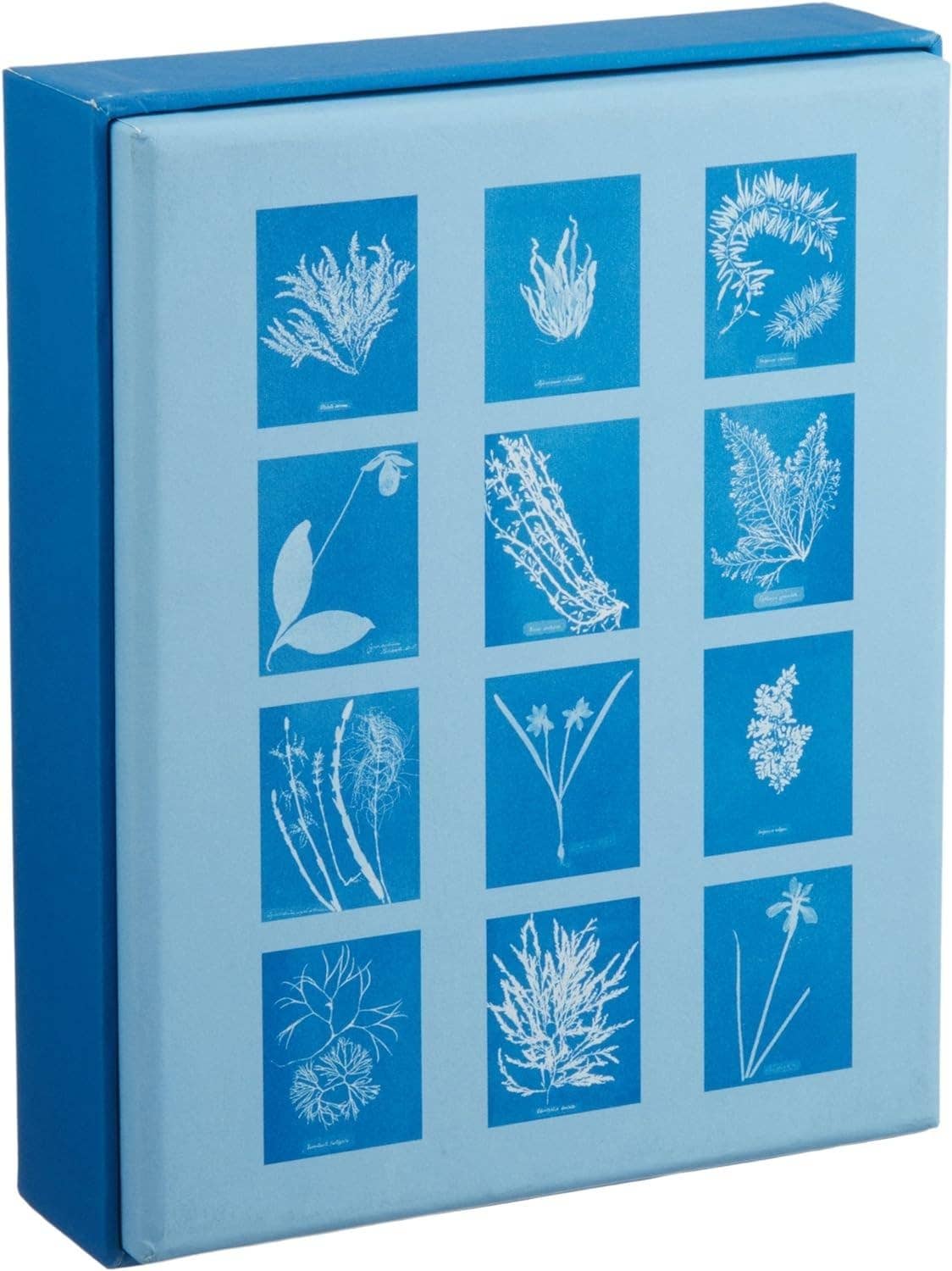 Sunprint Notecards: The Cyanotypes of Anna Atkins