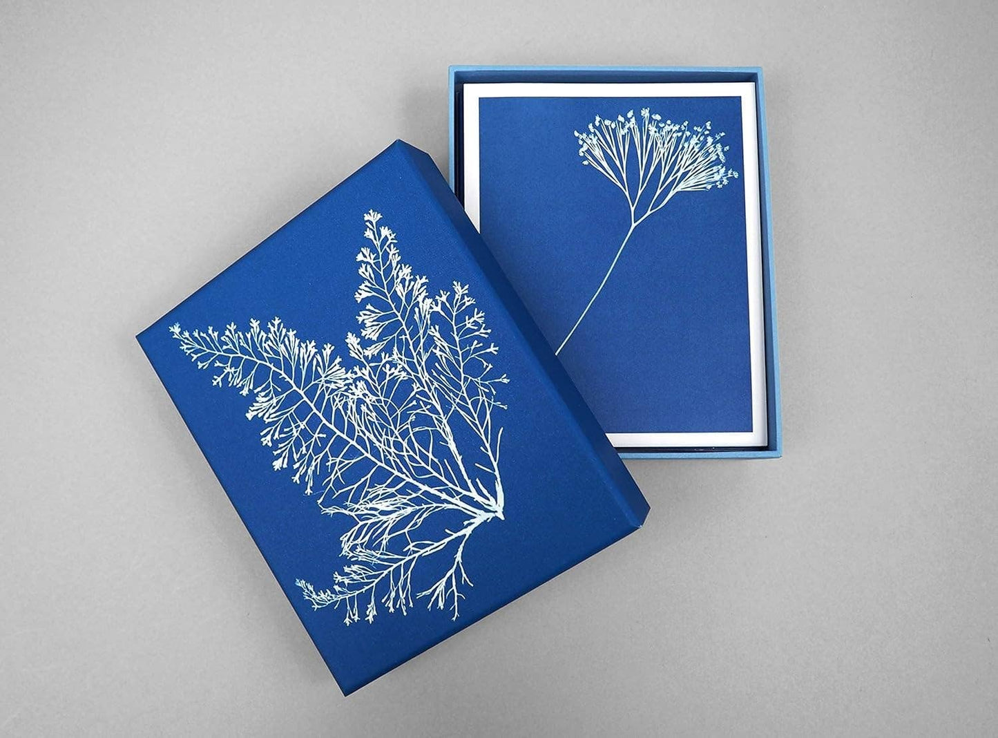 Sunprint Notecards: The Cyanotypes of Anna Atkins