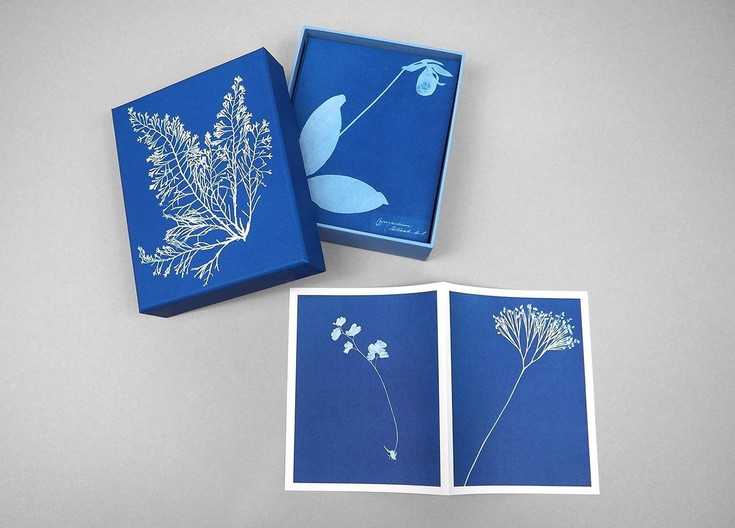 Sunprint Notecards: The Cyanotypes of Anna Atkins